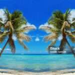 Two palm and Caribbean sea